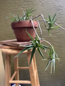 CBALE01-aloiampelos-ciliaris-climbing-aloe-succulent-medium-IMG_0331