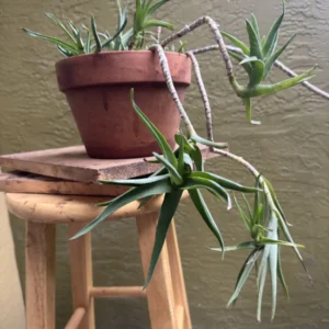 Aloiampelos ciliaris – Climbing Aloe - "Bazil" (Medium)