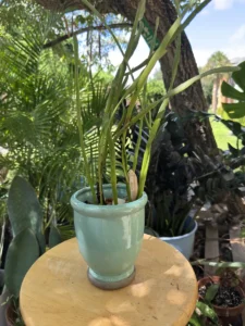 CCEPB06-euphorbia-tirucalli-milk-brush-pencil-cactus-IMG_1233