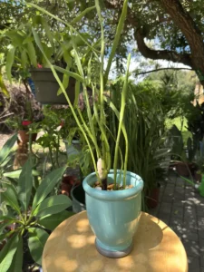 CCEPB06-euphorbia-tirucalli-milk-brush-pencil-cactus-IMG_1235