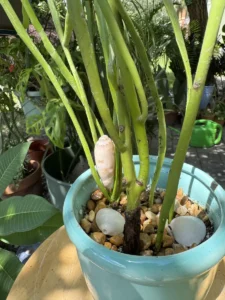 CCEPB06-euphorbia-tirucalli-milk-brush-pencil-cactus-IMG_1239