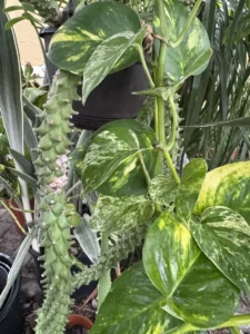 CFMDU00-euphorbia-stapelioides-variegated-medusa-plant-IMG_1310