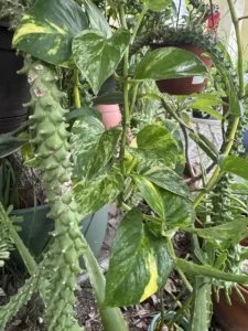 CFMDU00-euphorbia-stapelioides-variegated-medusa-plant-IMG_1312