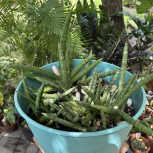 Sansevieria cylindrica – Spear Plant "3 Sisterz" (Large)