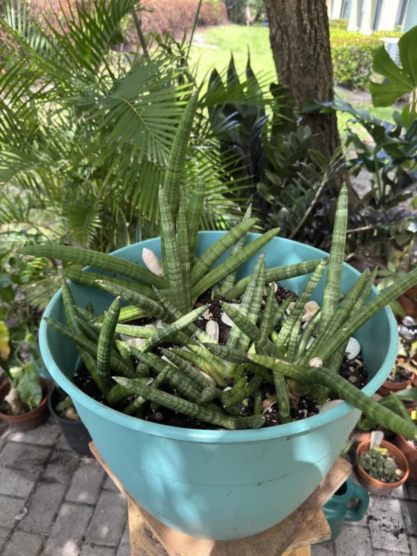 Sansevieria cylindrica – Spear Plant "3 Sisterz" (Large)