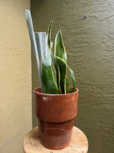 CFSAN04-sansevieria-snake-plant-laurentii-jaboa-sayuri-IMG_5370