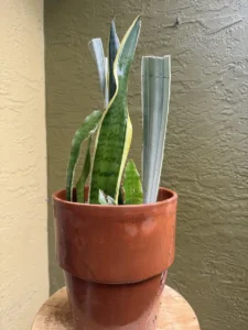 CFSAN04-sansevieria-snake-plant-laurentii-jaboa-sayuri-IMG_5371