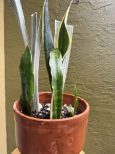CFSAN04-sansevieria-snake-plant-laurentii-jaboa-sayuri-IMG_5372
