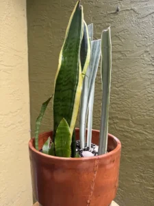 CFSAN04-sansevieria-snake-plant-laurentii-jaboa-sayuri-IMG_5373