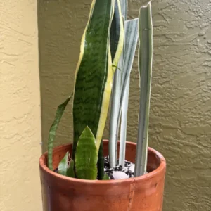 Sansevieria – Laurentii, Jaboa & Sayuri Trio “Tres Leche” (Large)