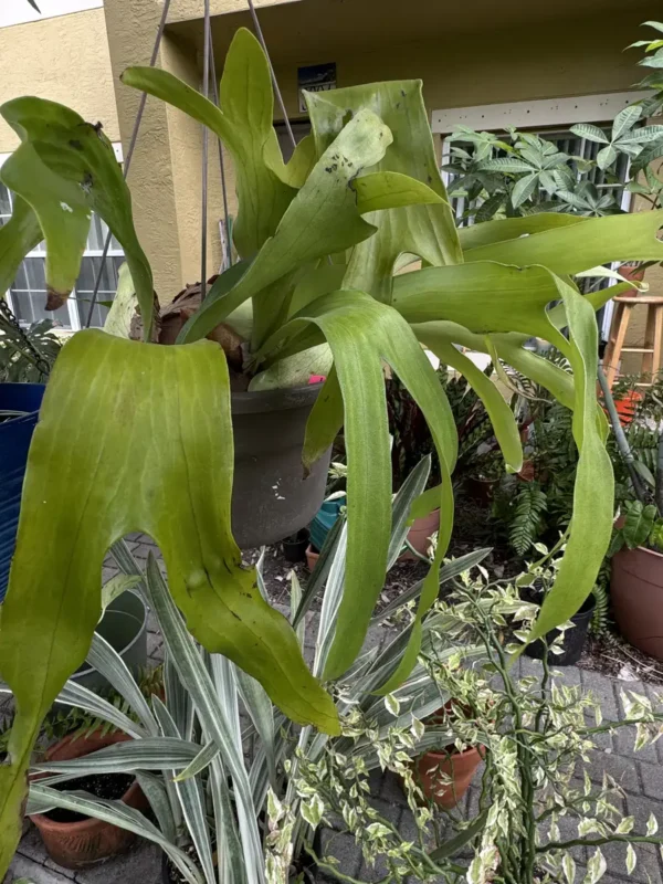 CFSTG00-platycerium-alcicorne-staghorn-fern-IMG_5346