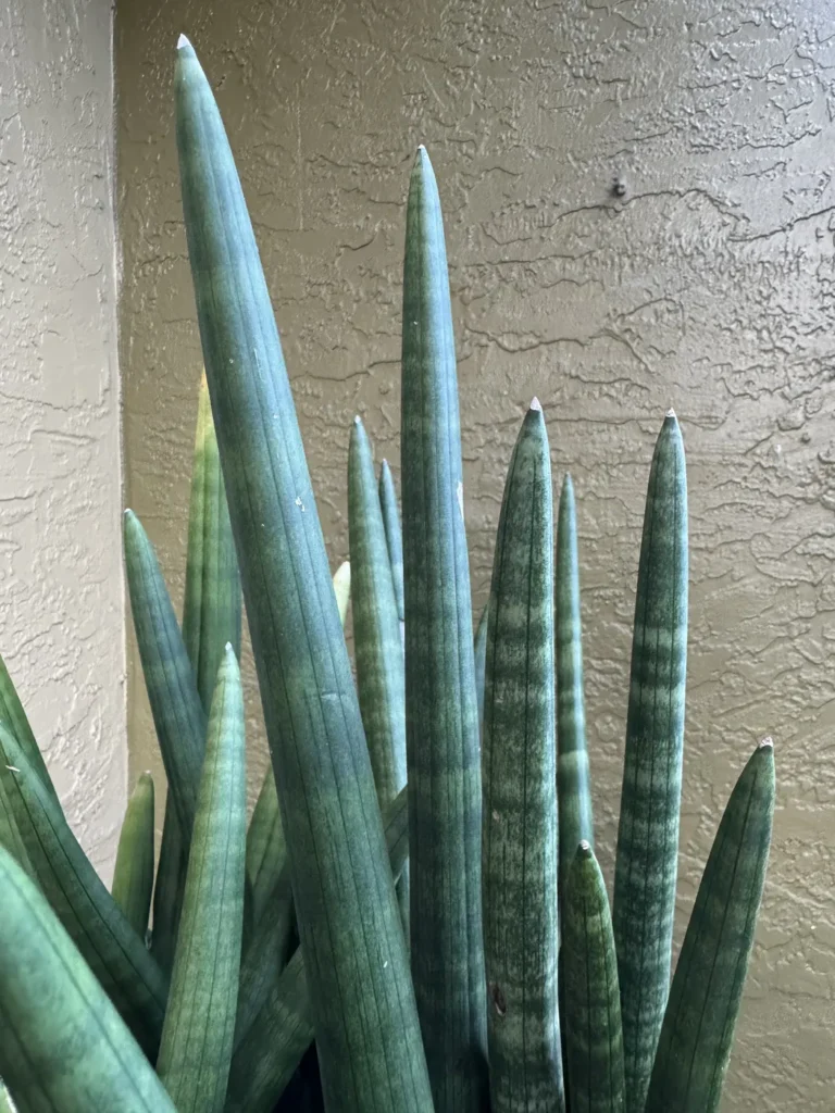 Sansevieria cylindrica - Spear Plant (Large)