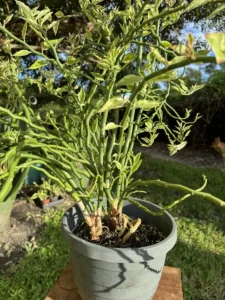 LFEPB00-Euphorbia-Tithymaloides-Devils-Backbone-IMG_3180