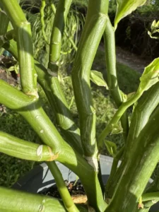 LFEPB00-Euphorbia-Tithymaloides-Devils-Backbone-IMG_3184
