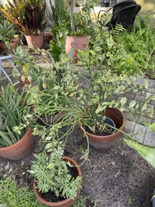 LFEPB00-Euphorbia-Tithymaloides-Devils-Backbone-IMG_3195