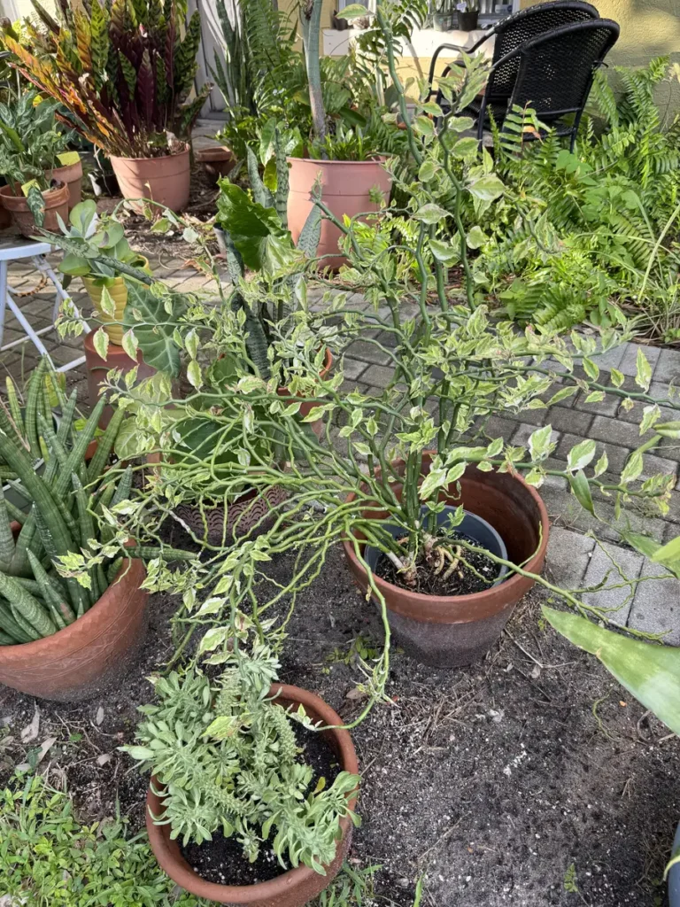 Euphorbia tithymaloides - Devil’s Backbone "OG Creamy Mint" (Large)