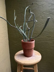 LFEPB02-euphorbia-tirucalli-pencil-cactus-IMG_5337