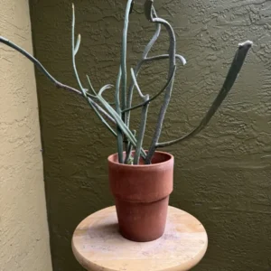 Euphorbia tirucalli - Pencil Cactus "Rayo" (Medium)