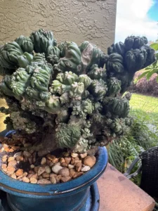 LFMNG00-cereus-forbesii-monstrose-ming-thing-IMG_1636