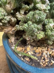 LFMNG00-cereus-forbesii-monstrose-ming-thing-IMG_1639