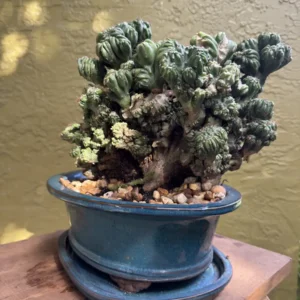 Cereus forbesii monstrose - Ming Thing "OG Ming" (Medium)