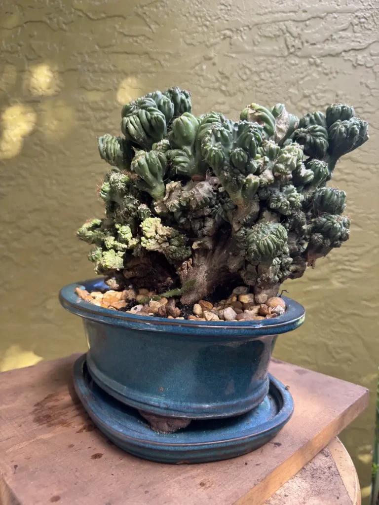 Cereus forbesii monstrose - Ming Thing "OG Ming" (Medium)