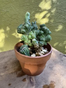 LFMNG01-cereus-forbesii-monstrose-ming-thing-IMG_1660