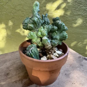 Cereus forbesii monstrose - Ming Thing "Cloud" (Small)