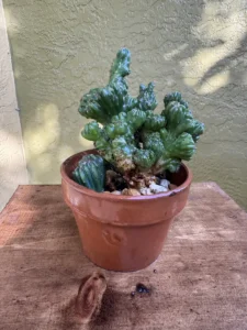 LFMNG01-cereus-forbesii-monstrose-ming-thing-IMG_1665