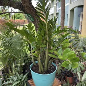 Zamioculcas zamiifolia  - ZZ Plant (Large)