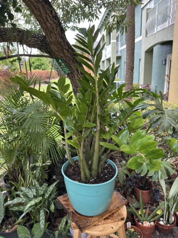 Zamioculcas zamiifolia - ZZ Plant (Large)