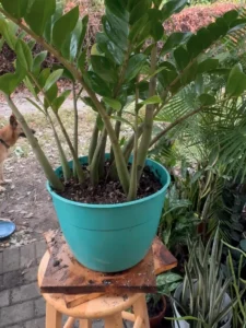 LFZZ01-zz-plant-screen