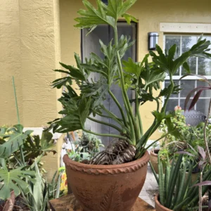 Philodendron bipinnatifidum – Tree Philodendron (Large)