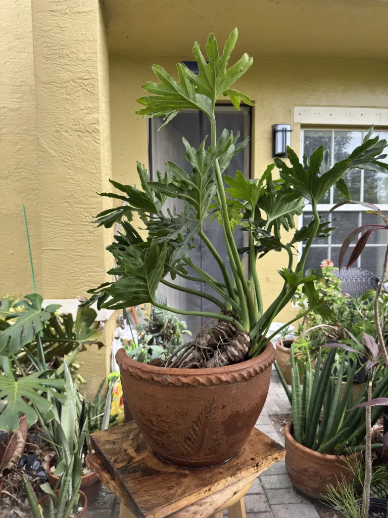 Philodendron bipinnatifidum – Tree Philodendron (Large)