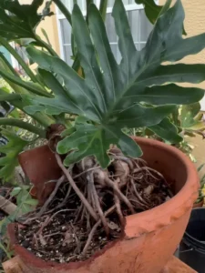 RFPHL00-philodendron-bipinnatifidum-tree-philodendron-screen