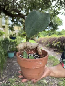 RFWHL01-sansevieria-masoniana-whale-fin-IMG_2223