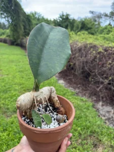 RFWHL01-sansevieria-masoniana-whale-fin-IMG_2229