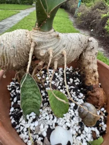 RFWHL01-sansevieria-masoniana-whale-fin-IMG_2239