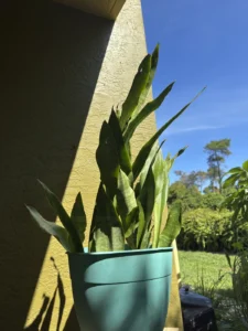 Sansevieria-trifasciata-Jaboa-IMG_8371