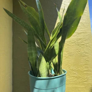Sansevieria trifasciata - Jaboa "OG JAVA" (Large)
