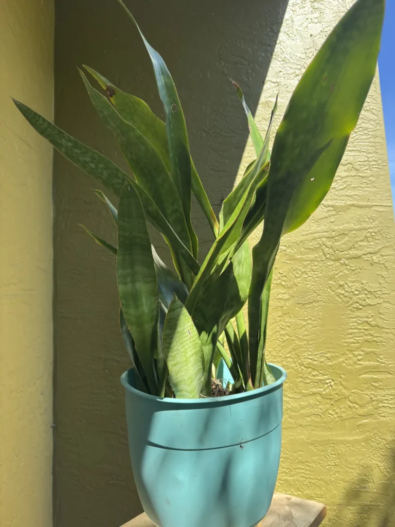 Sansevieria trifasciata - Jaboa "OG JAVA" (Large)