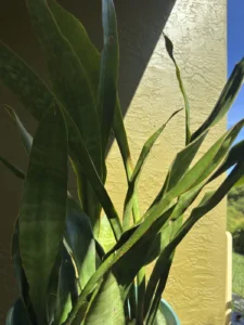 Sansevieria-trifasciata-Jaboa-IMG_8381
