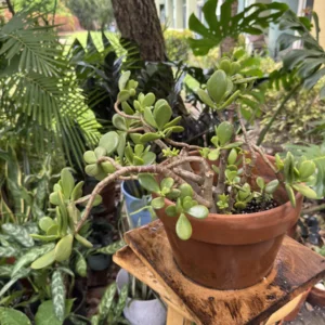 Crassula ovata - Jade Good Luck Plant (Medium)
