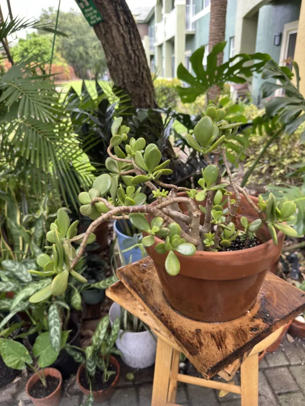 Crassula ovata - Jade Good Luck Plant (Medium)