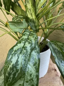 aglaonema-commutatum-maria-chinese-evergreen-IMG_9232