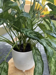 aglaonema-commutatum-maria-chinese-evergreen-IMG_9242
