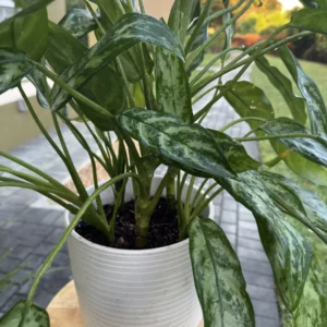 Aglaonema commutatum 'Maria' – Chinese Evergreen (Medium)