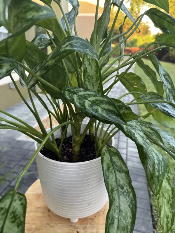 aglaonema-commutatum-maria-chinese-evergreen-IMG_9242