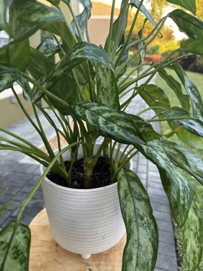 Aglaonema commutatum 'Maria' – Chinese Evergreen (Medium)