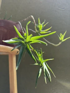 aloiampelos-ciliaris-climbing-aloe-succulent-medium-IMG_9345
